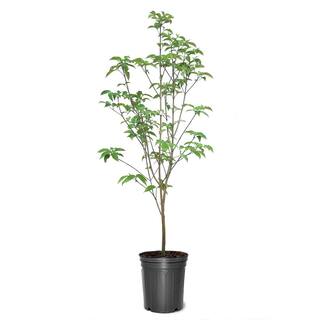 3 Gal. Cherokee Chief Red Flowering Deciduous Dogwood Tree DOGCHC03G