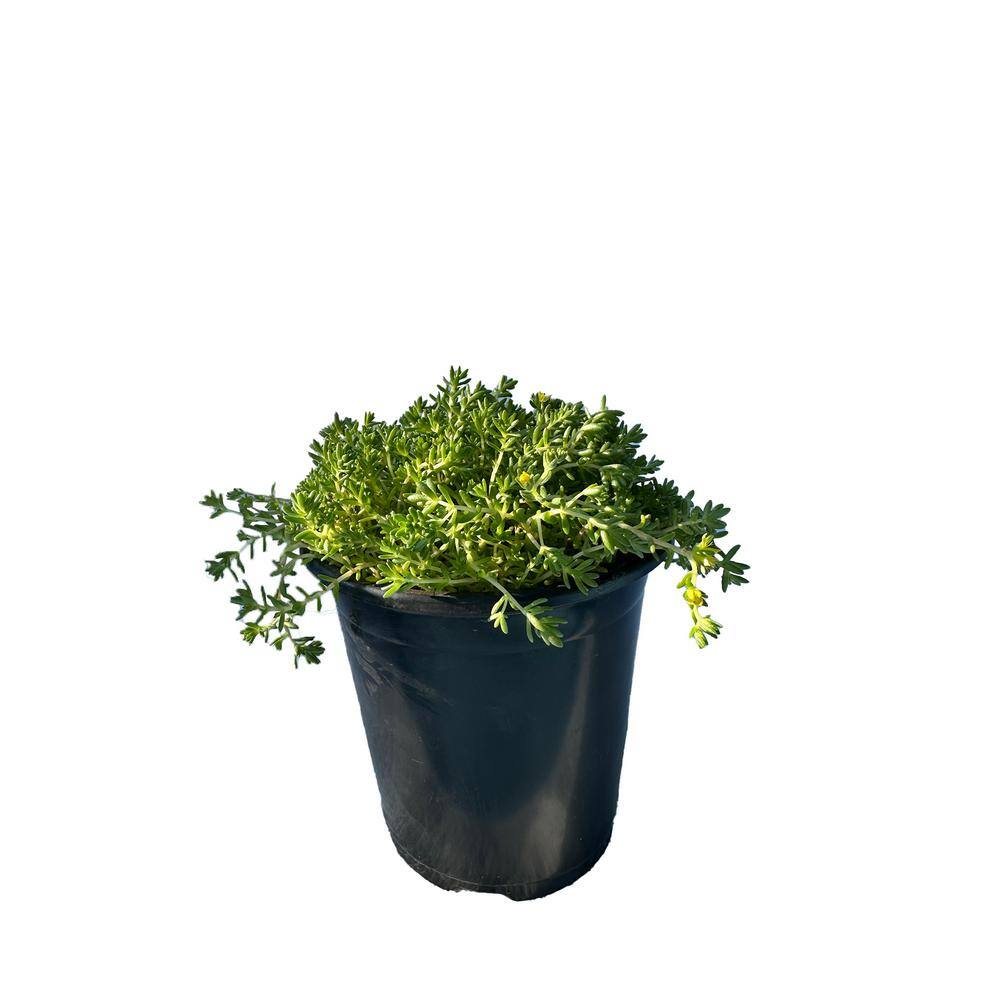 Cesicia Non-Fragrant Live Green Moss Sedum Planter Pet-Safe (5-Piece) RichM814Cacti05