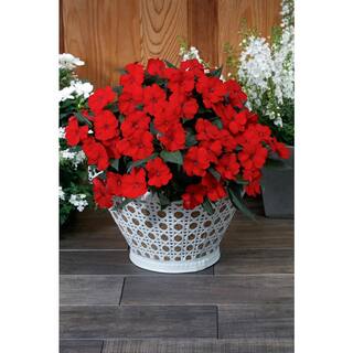 SunPatiens 6 in. Compact Deep Red SunPatiens Impatiens Outdoor Annual Live Plant with Red Flowers (4-Pack) VSNPAT6RED4PK