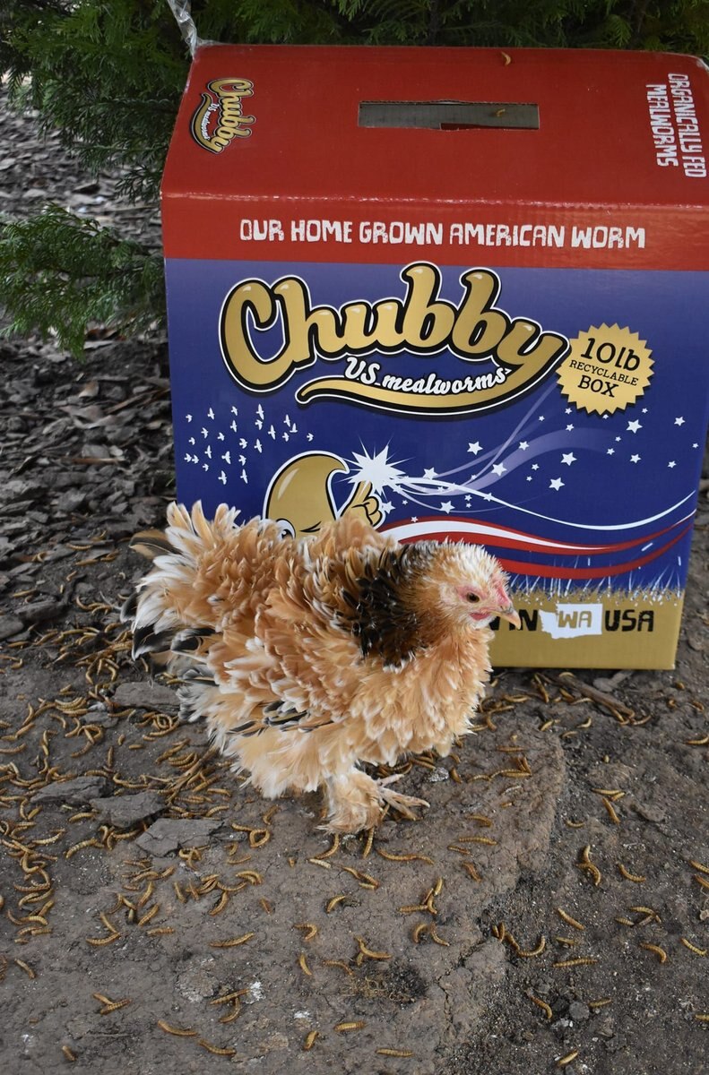 Chubby Mealworms Dried Mealworms Non-GMO Chicken Treats