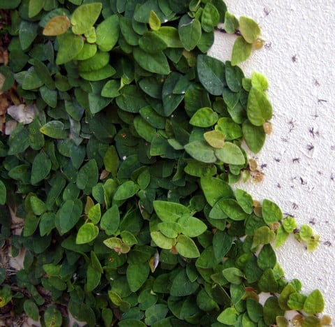 Green Creeping Fig 2 Plants - Ficus - 3" Pot - Houseplant/Terrarium/Fairy Garden