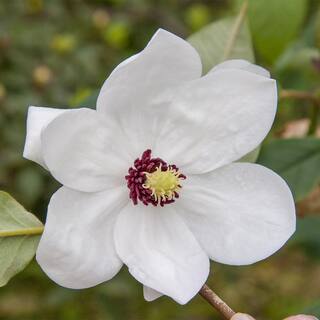 Spring Hill Nurseries 2.25 Gal. Pot Dr. Merrill Magnolia Live Deciduous Flowering Tree (1-Pack) 88725