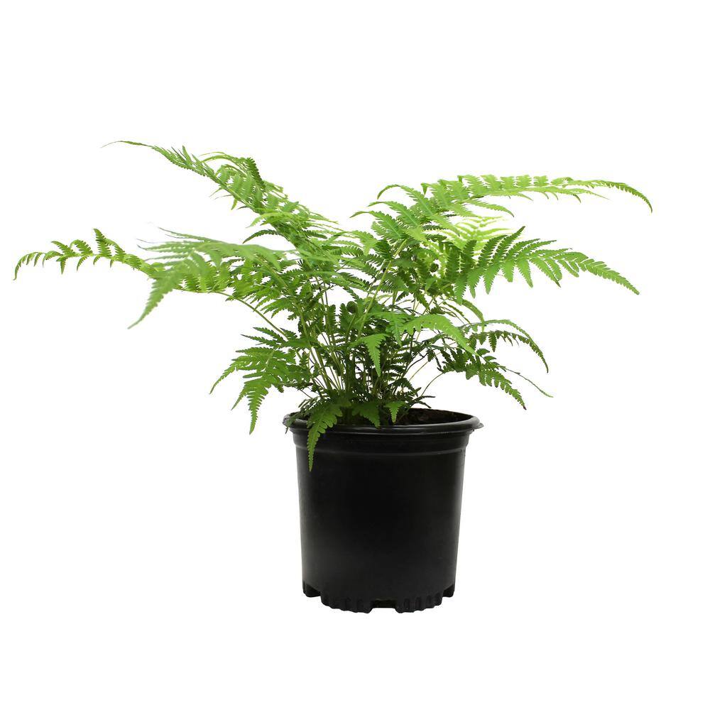 ALTMAN PLANTS 2 QT. Southern Wood Fern (Thelypteris Kunthii) Garden Perennial Shrub Plant in Grower Pot 0881296