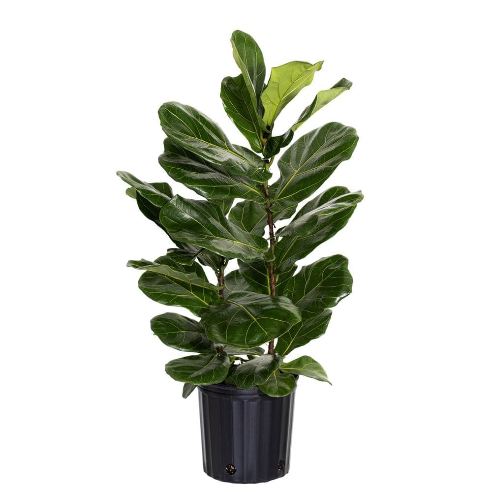 United Nursery Fiddle Leaf Fig Ficus Lyrata Live Houseplant in 9.25 inch Grower Pot 23782