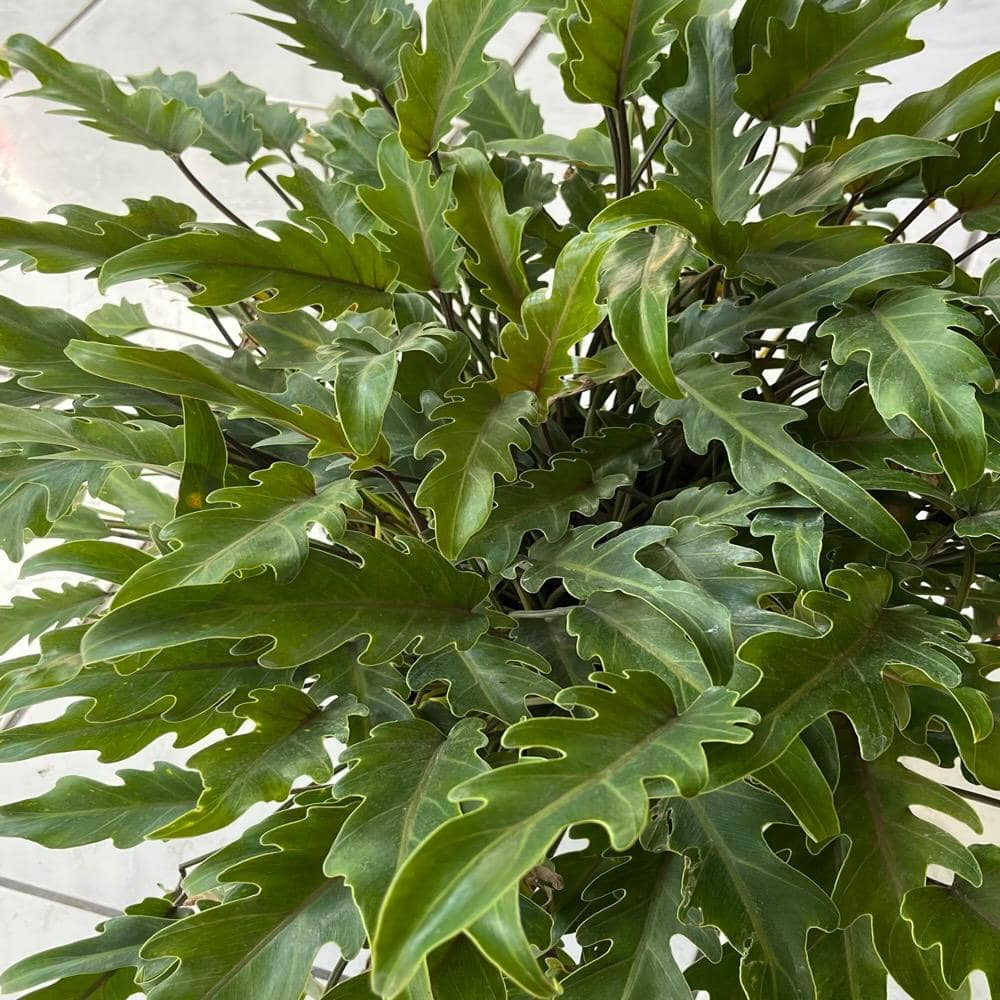 OnlinePlantCenter 3- Gal. Xanadu Philodendron (Thaumatophyllum) Plant in 10 in. Black Grower Pot PHIL0022G3