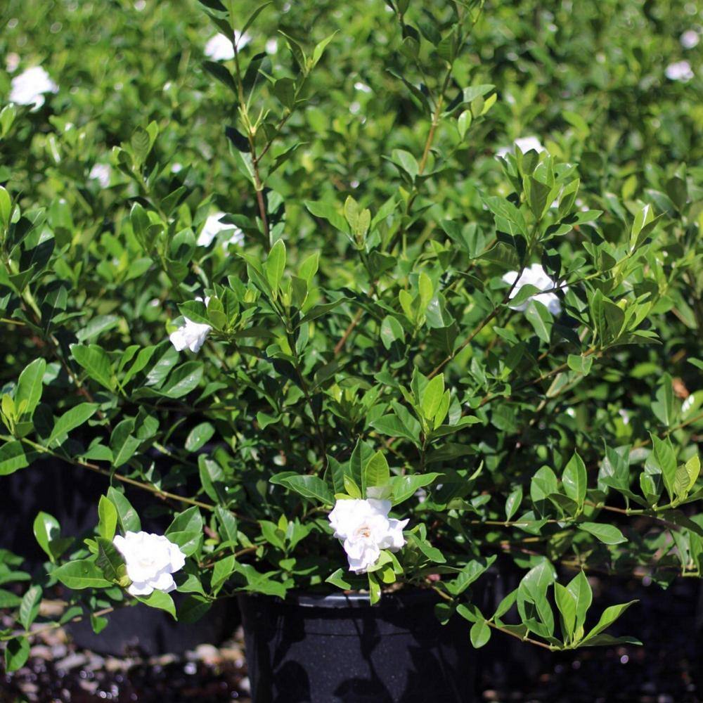 Alder  Oak 5 Gal. Everblooming Gardenia Perennial Plant (2-Pack) GAVE05