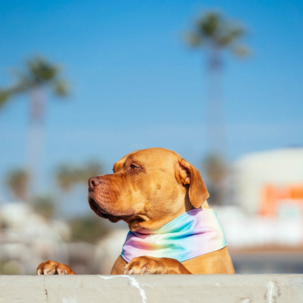 Canada Pooch Cooling Rainbow Dog Bandana