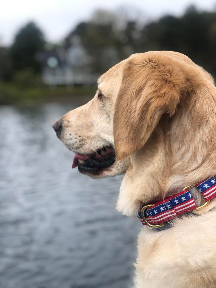 Collar | Stars & Stripes