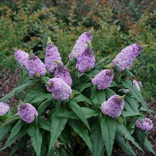 PROVEN WINNERS 3 Gal. Pugster Amethyst Butterfly Bush (Buddleia) Live Flowering Shrub with Purple Flowers PWBUD3AME1PK