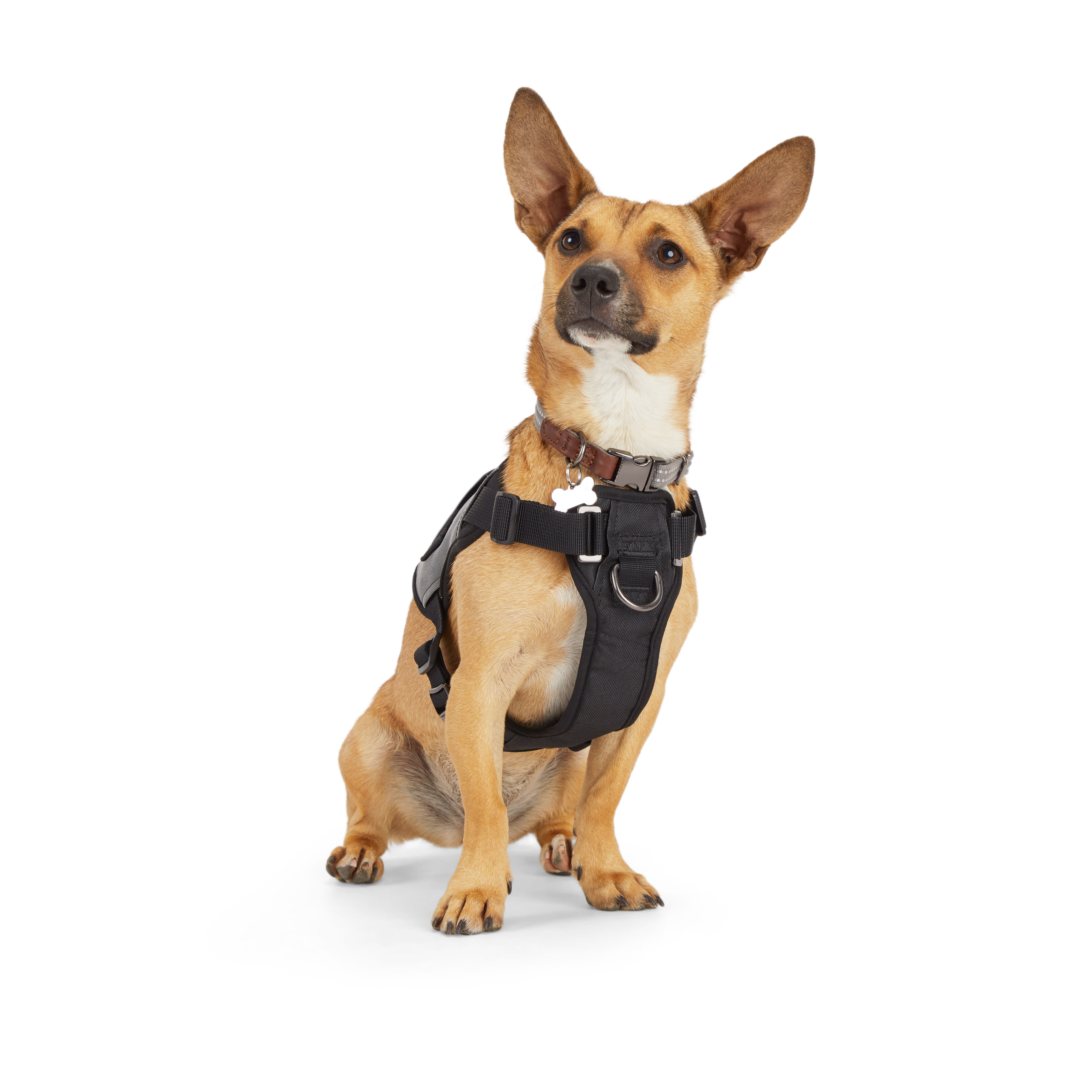 Reddy Fiber Optic Dog Harness， X-Large/XX-Large