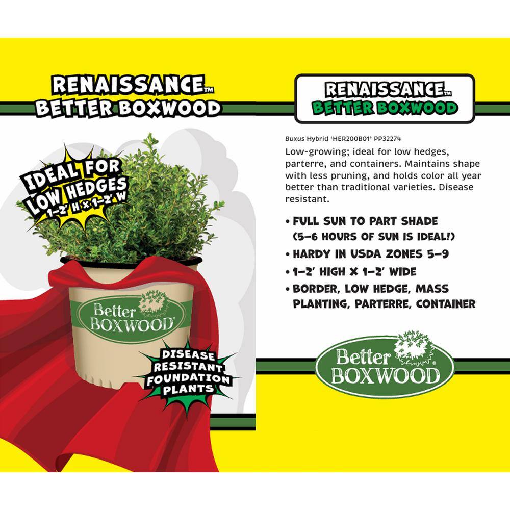 BETTER BOXWOOD 1 Gal. Renaissance Boxwood Shrub 18190