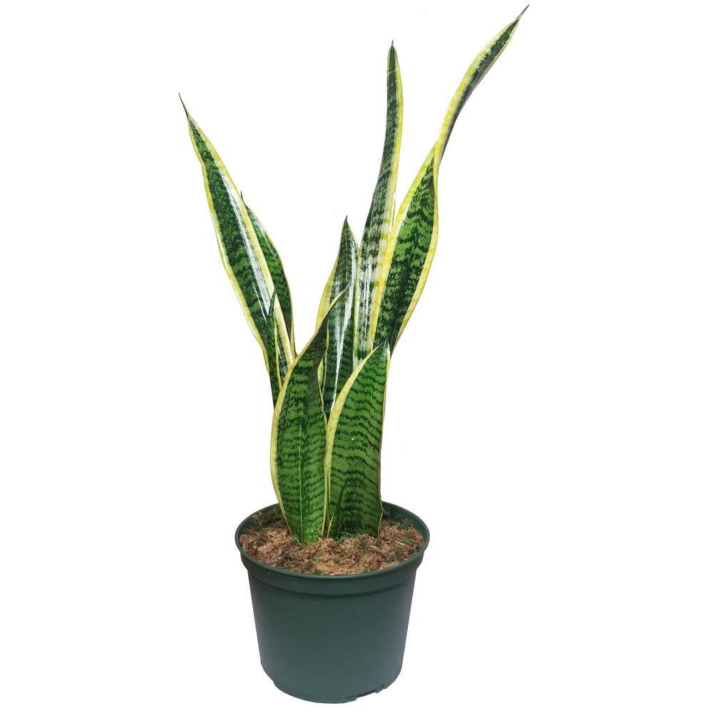 Sansevieria Snake Plant in 6 in. Growers Pot SanYel006