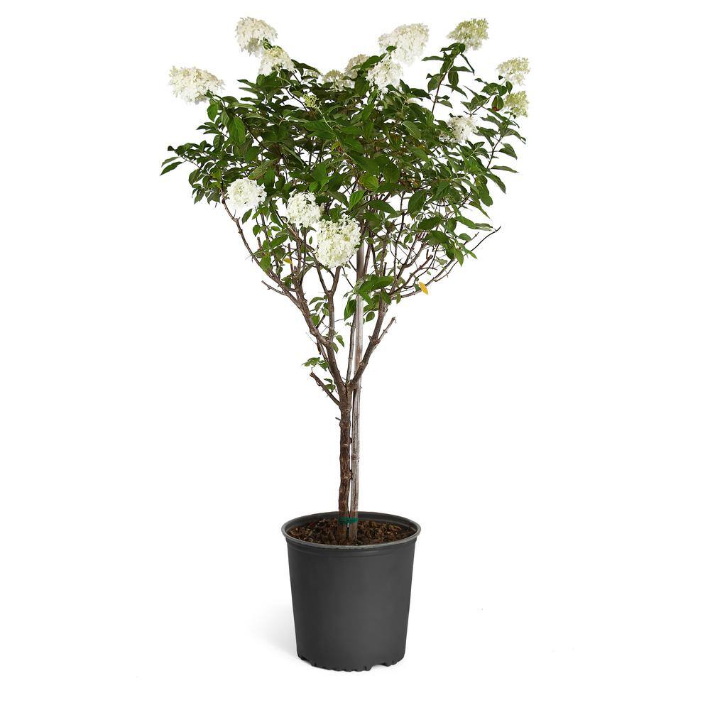 Brighter Blooms 3 ft. to 4 ft. Tall Limelight Hydrangea Tree HYD-LTR-34-PS