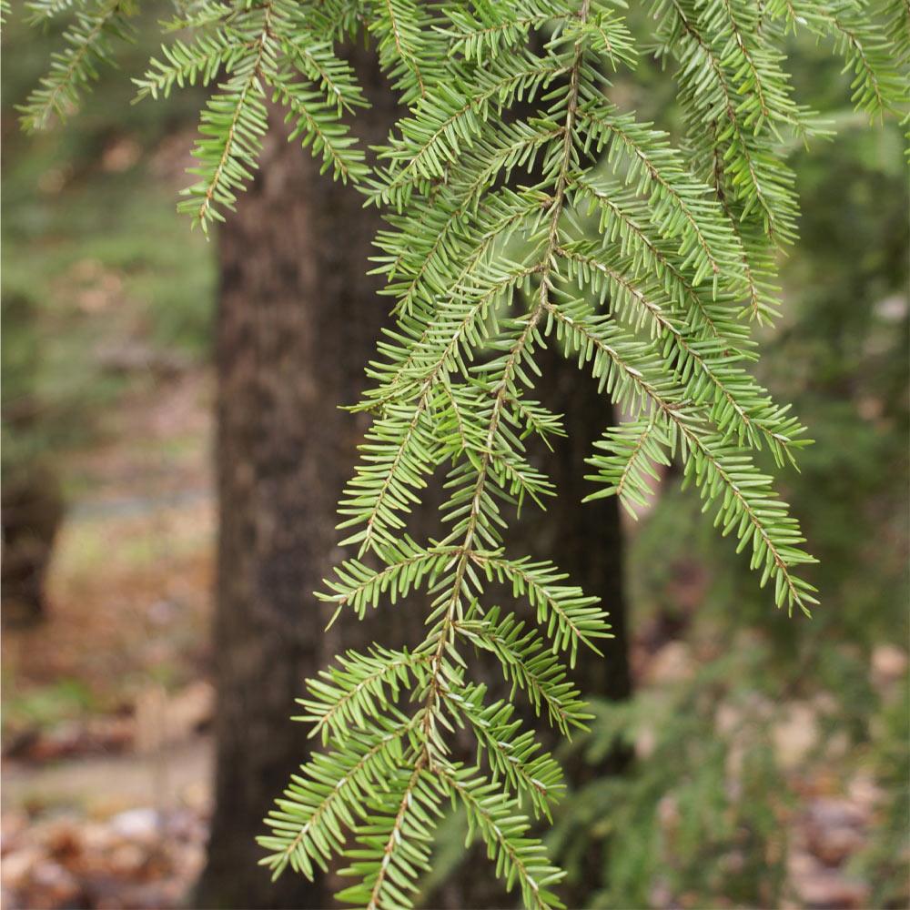 Canadian Hemlock