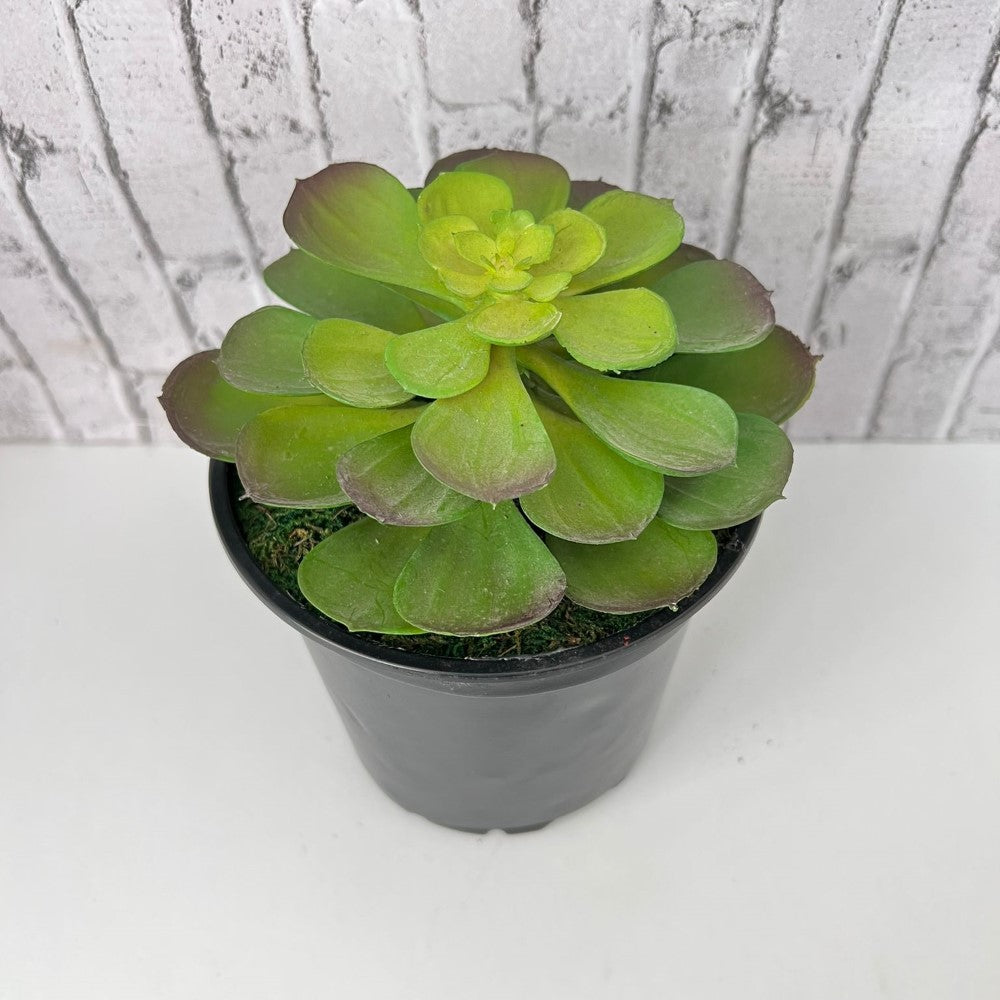 Gorgeous Potted Aeonium - Artificial