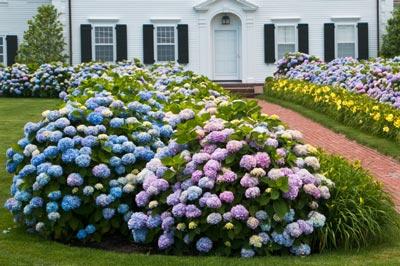 Endless Summer Hydrangea Shrub - Giant Blooms from Spring until Fall - Cannot Ship to AZ