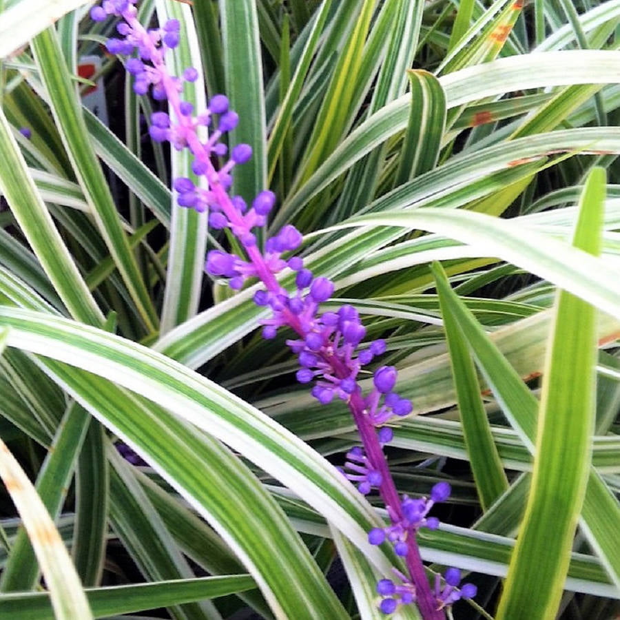 Variegated Liriope 'Lily Turf' (2.5 Quart) Semi-Evergreen to Evergreen Groundcover Perennial - Full Sun to Part Sun Live Outdoor Plant