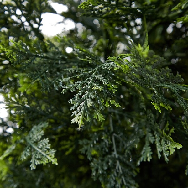 5Foot Potted Artificial Cedar Topiary Trees