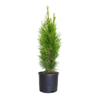 FLOWERWOOD 2.5 Gal - Emerald Green Arborvitae(Thuja) Live Evergreen ShrubTree Green Foliage 55203FL