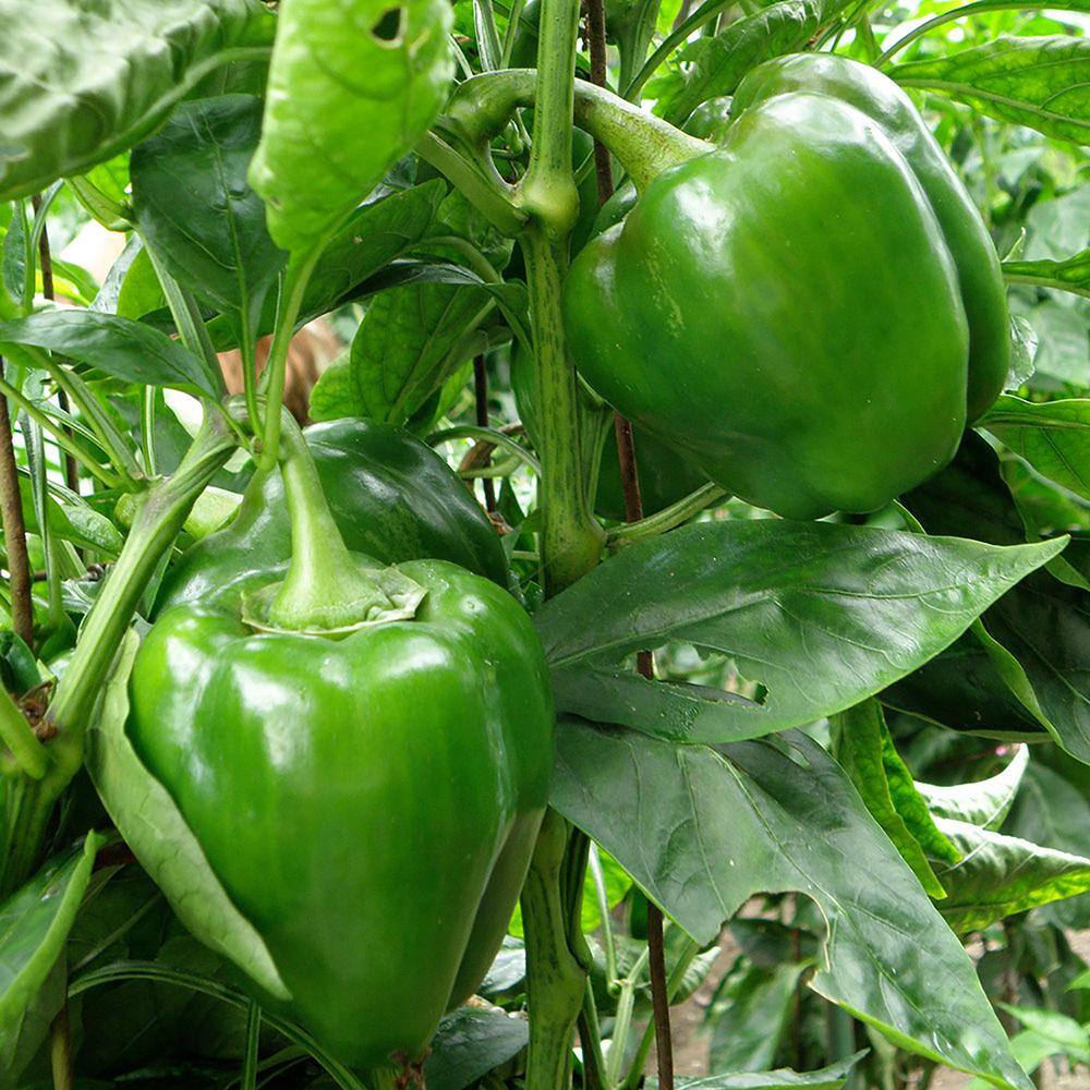 Bonnie Plants 19 oz. Sweet Green Bell Pepper Vegetable Plant 2100
