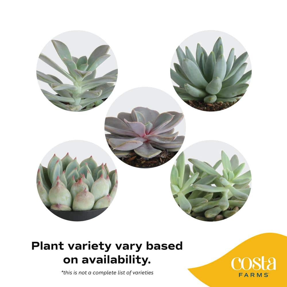 Costa Farms Echeveria Indoor Succulent Plant in 4 in. Decor Planter， Avg. Shipping Height 4 in. Tall 4SUCECHMASONSEB