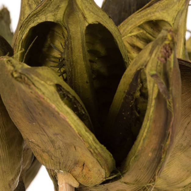 Sora Pod Attached To A Wood Stem Dried 10 Pack