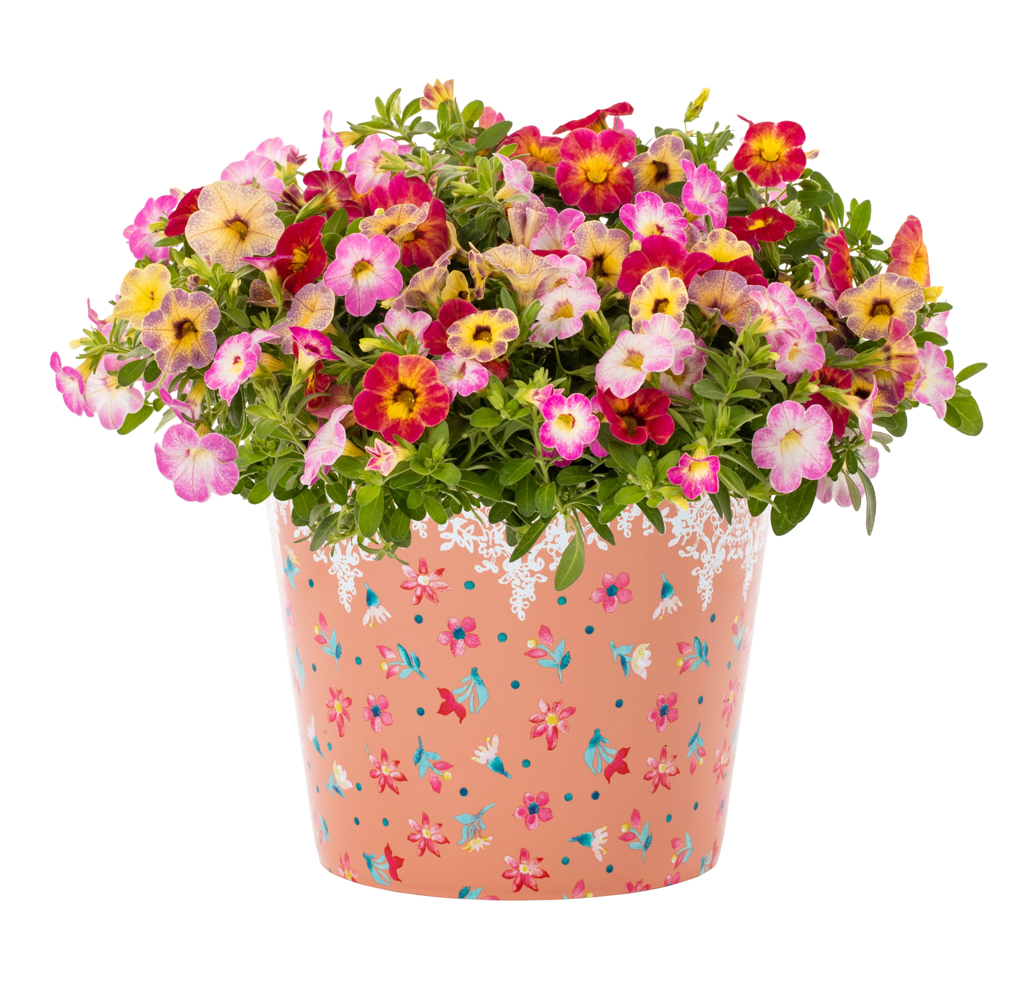 The Pioneer Woman 3QT Multicolor Calibrachoa Annual Live Plant 2-Count with Decorative Pot