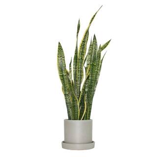 national PLANT NETWORK 6 in. Sanseveria Laurentii Snake Plant in 7 in. Semi Matte Stone Hyde Container HD4700