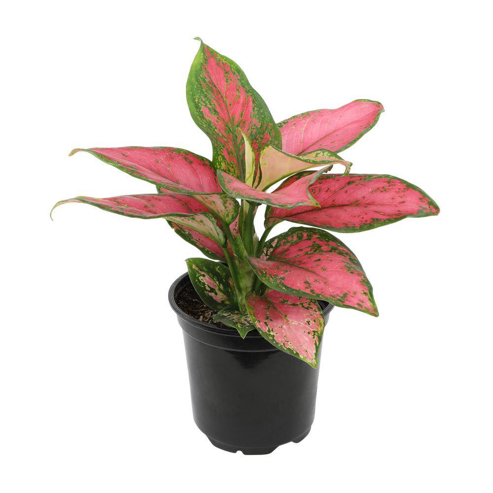 ALTMAN PLANTS 4.25 in. Pink Chinese Evergreen Aglaonema Beauty Live House Plant in Grower Pot 0873015