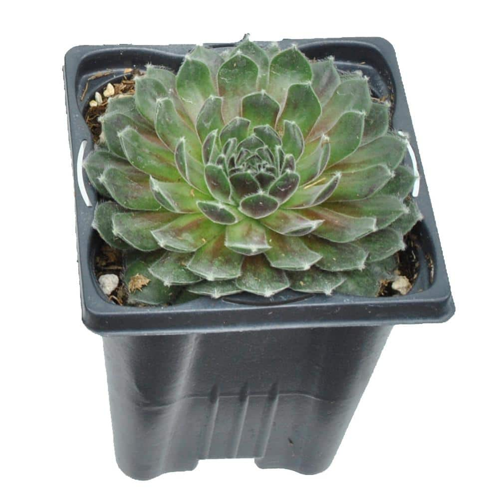 Perennial Assorted Sempervivum Succulent (Hens and Chicks) 1.0 Qt. 1041