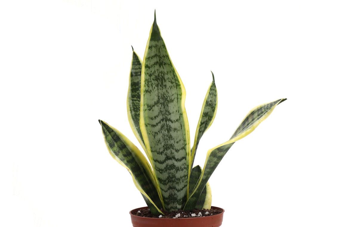 Live Variegated Snake Plant - Sansevieria Laurentii - 4