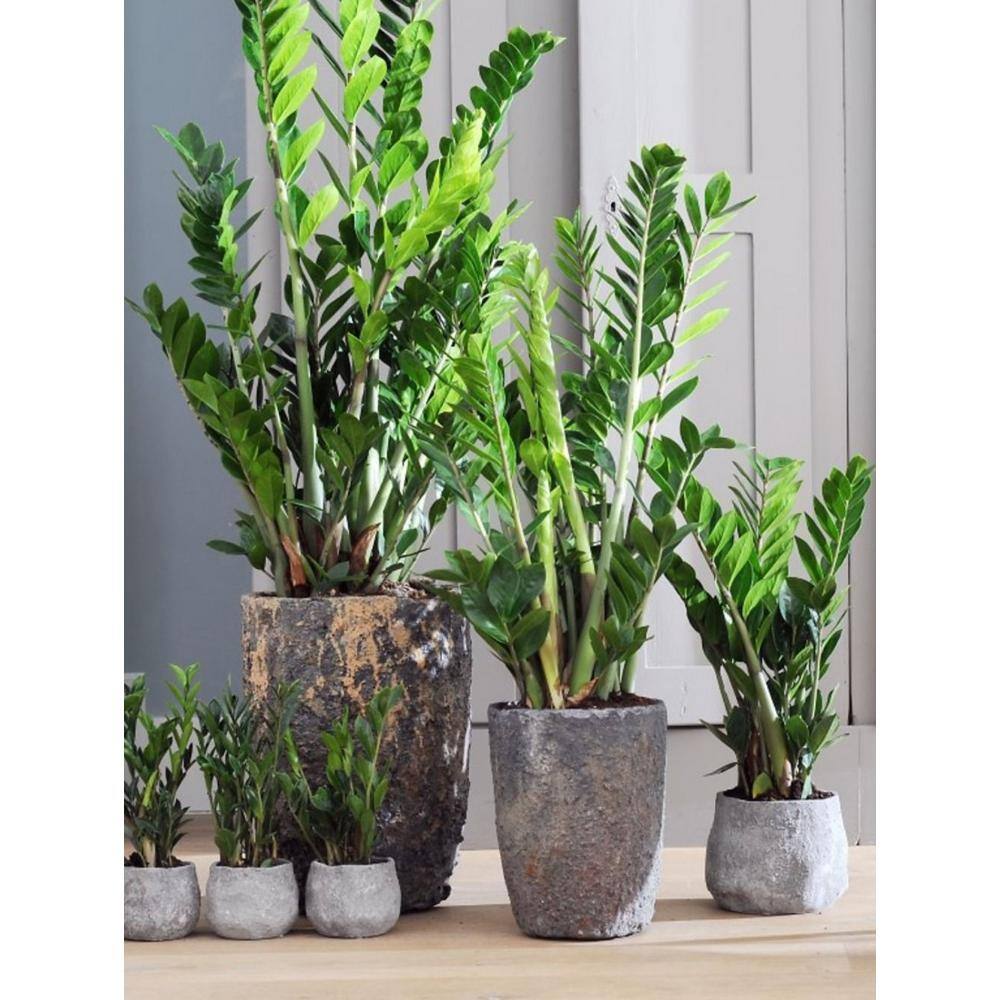 BELL NURSERY 2 Gal. ZZ Plant (Zamioculcas Zamiifolia) Live Indoor House Plant in 10 in. Nursery Pot ZPLAN10GRE1PK