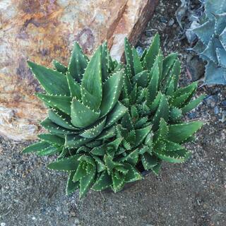 SMART PLANET 1 Gal. Aloe Nobilis - Single 0880122