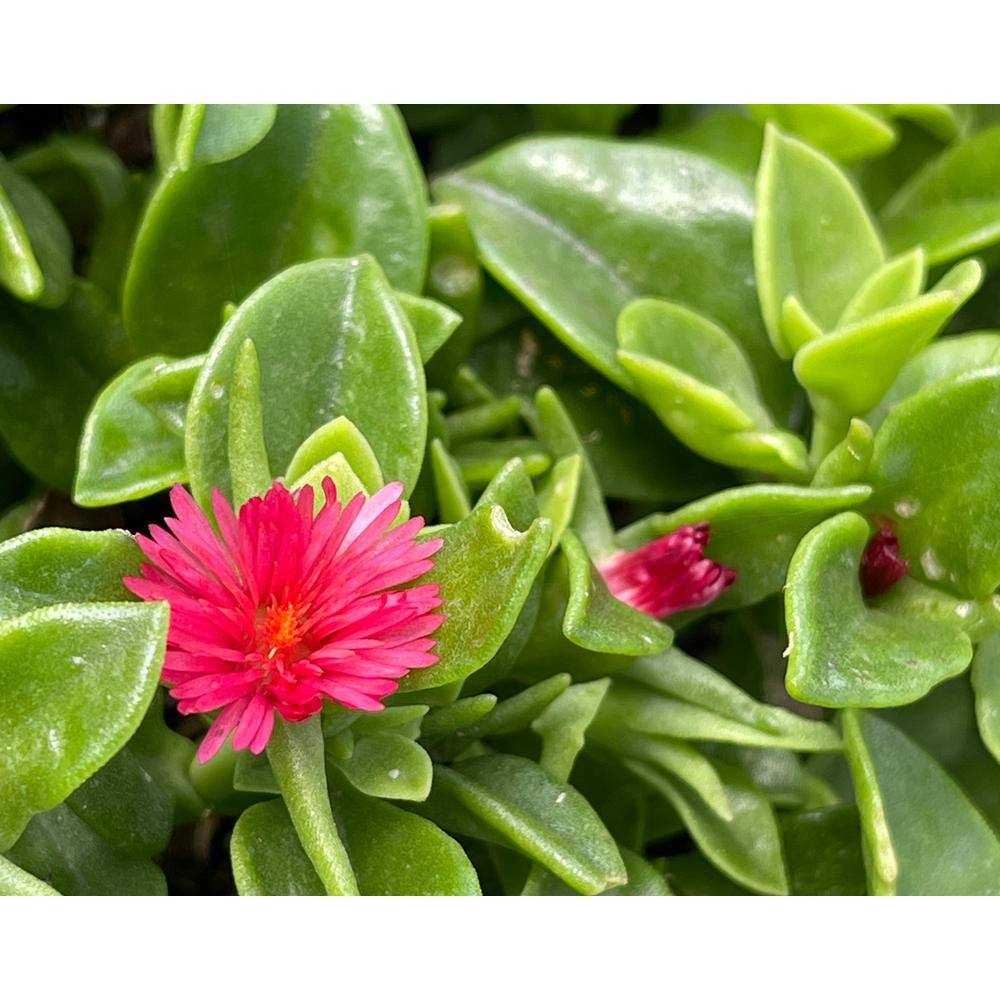 Red Aptenia Cordifolia Herb Plant (1-Pack) Herbs-1