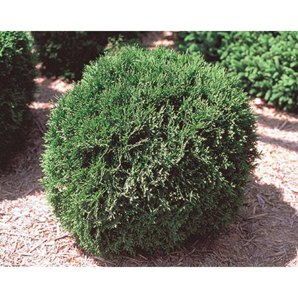 BELL NURSERY 3 Gal. Little Giant American Arborvitae (Thuja) Live Evergreen Shrub THUJA3OLG1PK