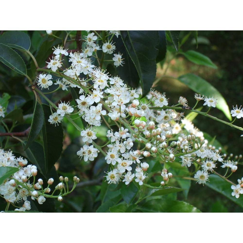 Online Orchards 1 Gal. Portuguese Evergreen Laurel Shrub with Fragrant White Flowers and Small Red Cherries SBCL002