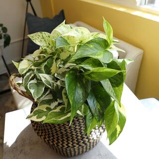 ALTMAN PLANTS 4.25 in. Pothos Asst (4-Pack) 0872700