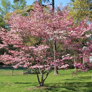 7 Gal. Cherokee Chief Dogwood Flowering Deciduous Tree with Pink Flowers DOGCHC07G
