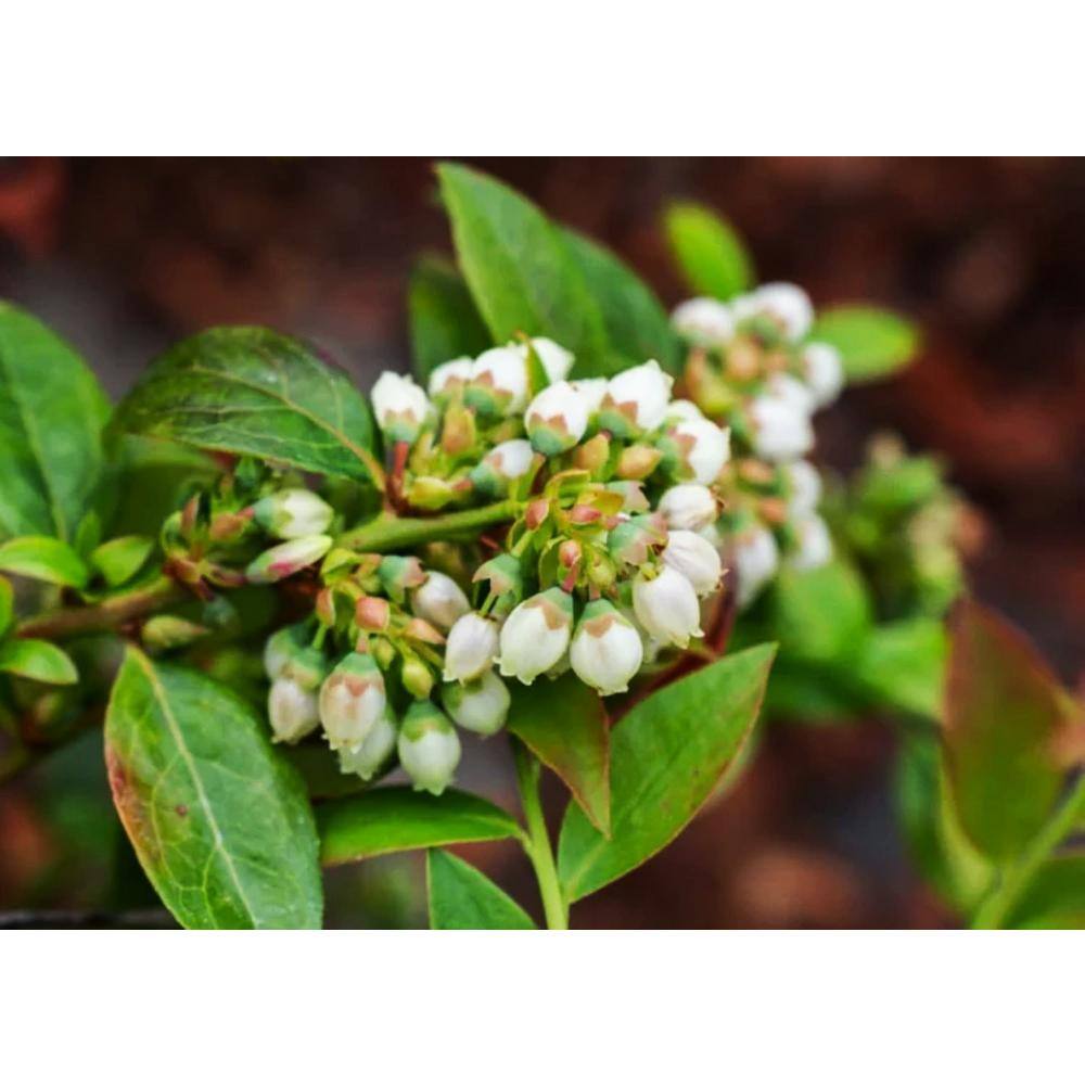 BUSHEL AND BERRY 10 in. Bushel and Berry Midnight Cascade Fruit Bearing Potted Blueberry Plant in Hanging Basket O8913H1