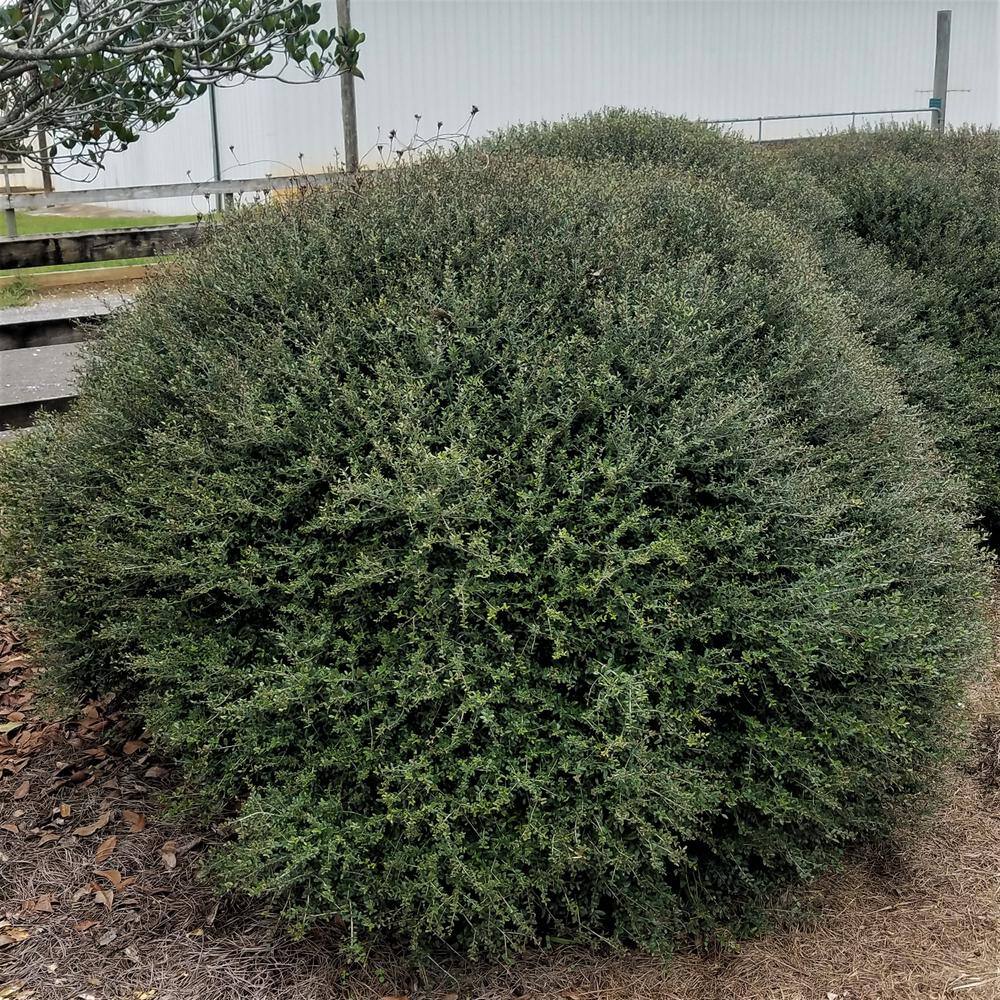 FLOWERWOOD 2.5 Gal - Bordeaux Yaupon Holly(Ilex) Live Evergreen Shrub Burgundy-Red New Foliage 31623FL
