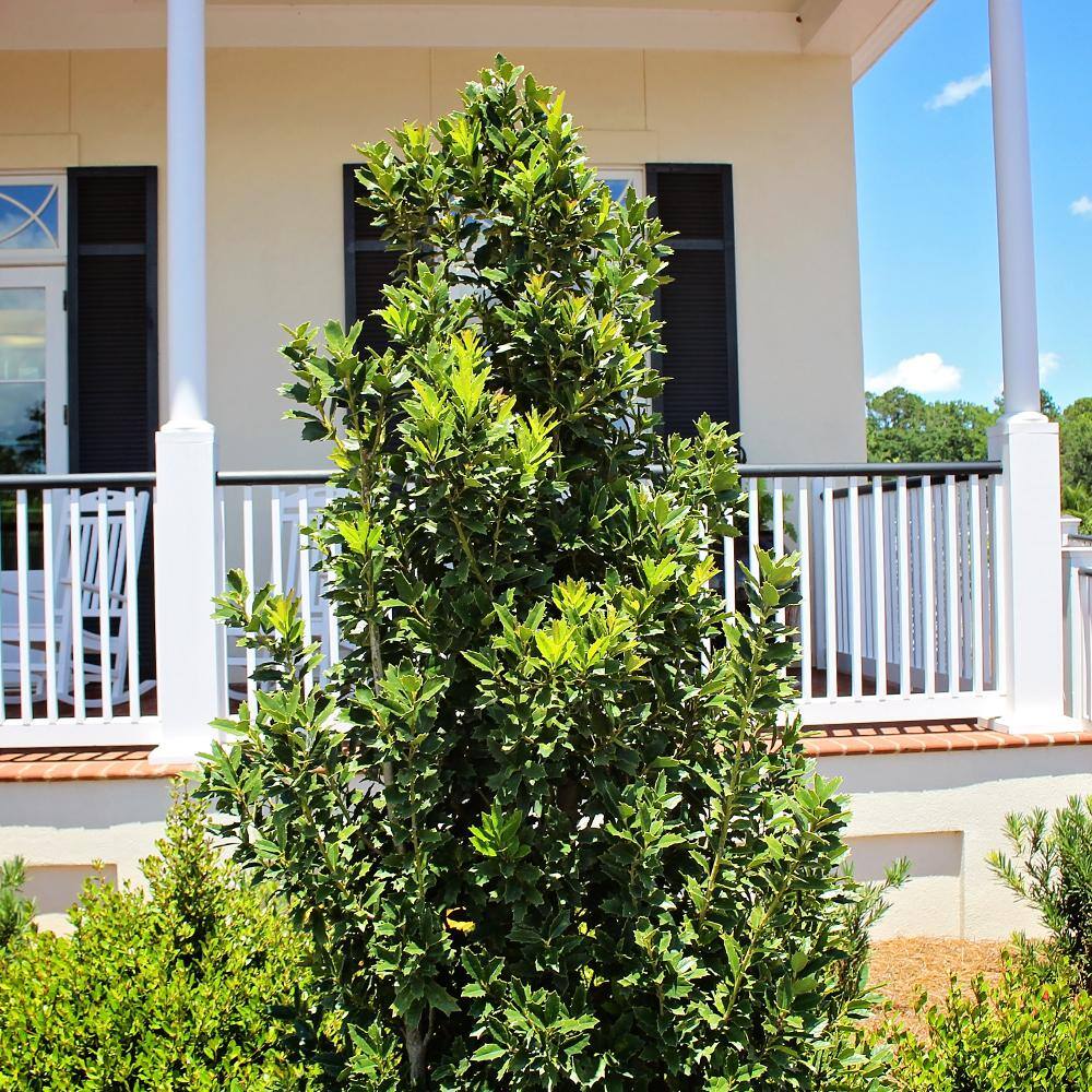 Oakleaf Holly Evergreen Tree HOLOAK07G