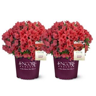 ENCORE AZALEA 1 Gal. Autumn Sunset Shrub with Bright Red Flowers (2-pack) 18117