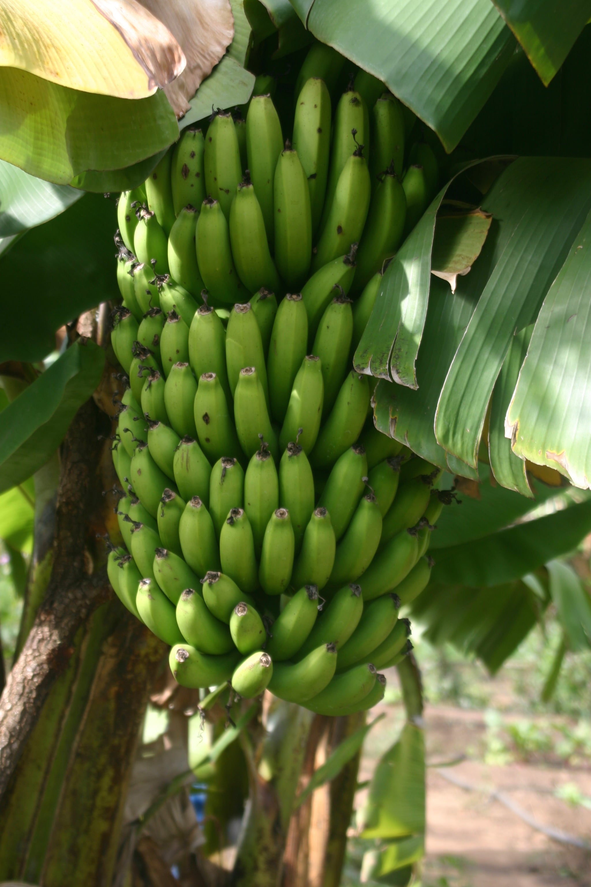 Banana Tree - Live Plant in a 4 inch Growers Pot - Grower's Choice Based Availability - Edible Fruit Bearing Tree for The Patio and Garden