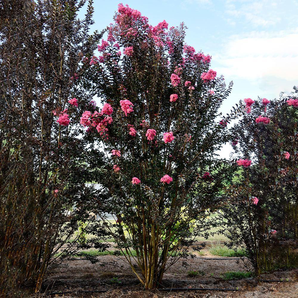 FIRST EDITIONS 7 gal. Twilight Magic Crapemyrtle Flowering Shrub with White Flowers CRMTMA07G