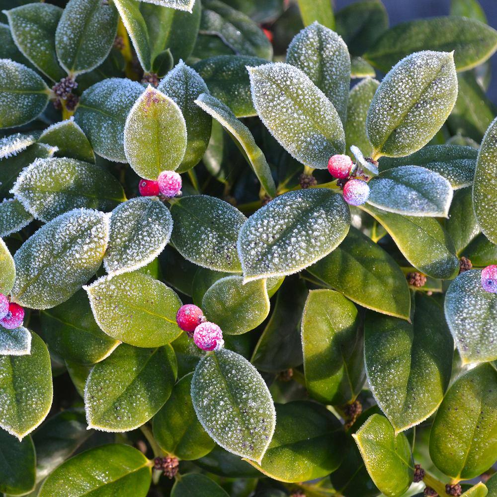 Evergreen Dwarf Burford Holly Shrub in 1 Gal. Grower's Pot THD00036