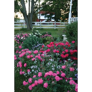 KNOCK OUT 2 Gal. Assorted Double Knock Out Rose Bush with Assorted Color Flowers in 10 in. Knock Out Pot BOPIS1935