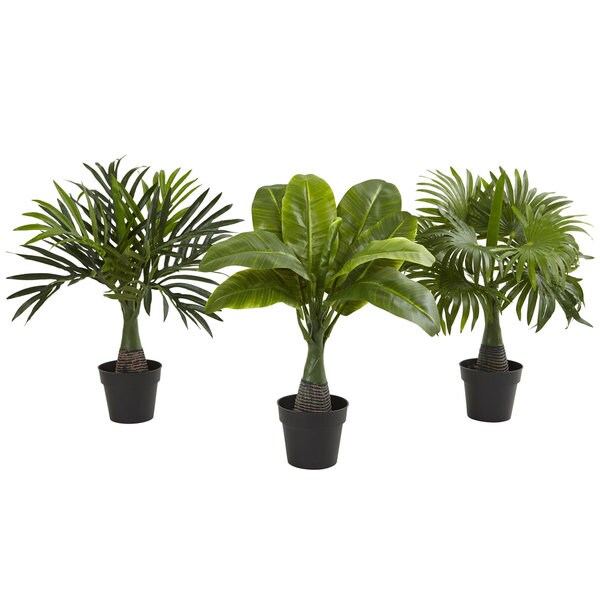 Areca，Fountain and Banana Palm (Set of 3)