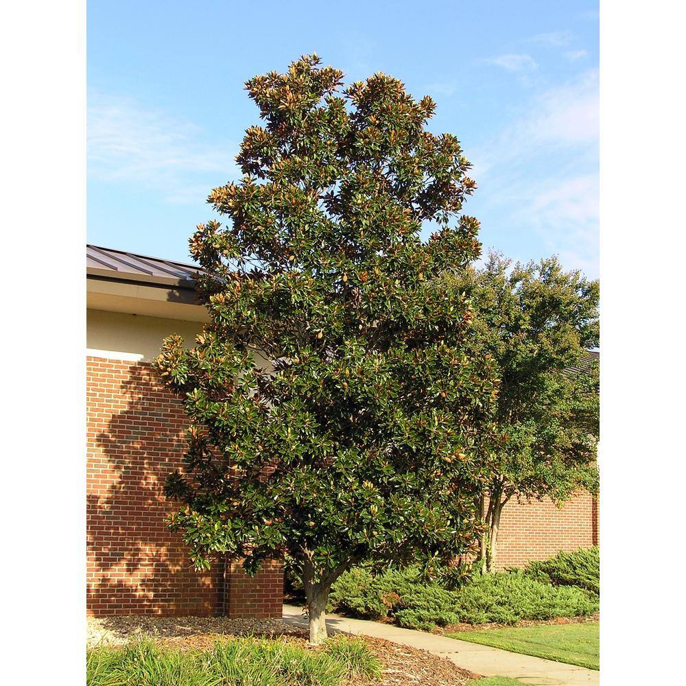 Little Gem Southern Magnolia White Flowering Evergreen Tree MAGLIT07G