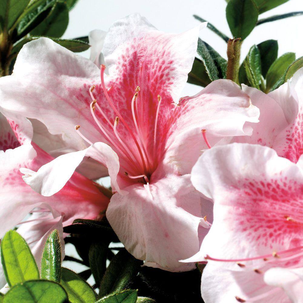 ENCORE AZALEA 3 Gal. Autumn Chiffon Shrub with Bicolor White and Magenta Pink Reblooming Flowers 80403