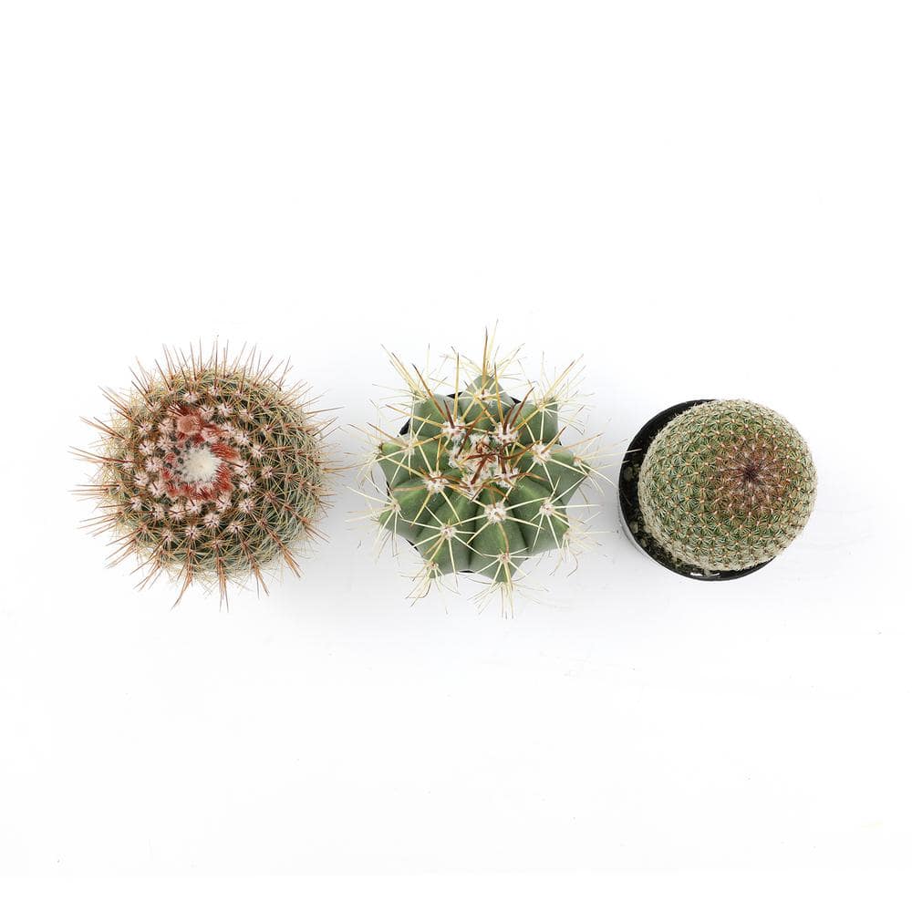 SMART PLANET 2.5 in. Assorted Cactus in White Matte Cylindrical Pot (3-Pack) 0872548